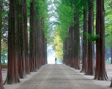 Nami Island Tour (10 Hours)
