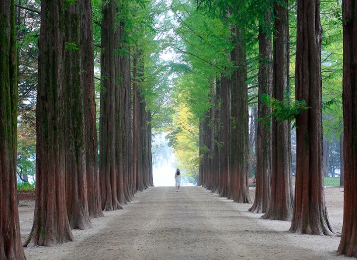 Nami Island Tour (10 Hours)